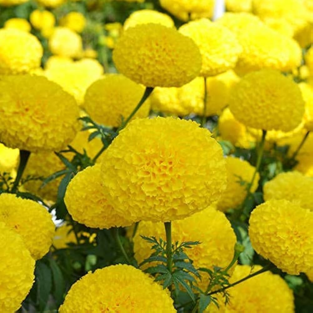 Yellow Marigold Flower Fresh Ringelblumen