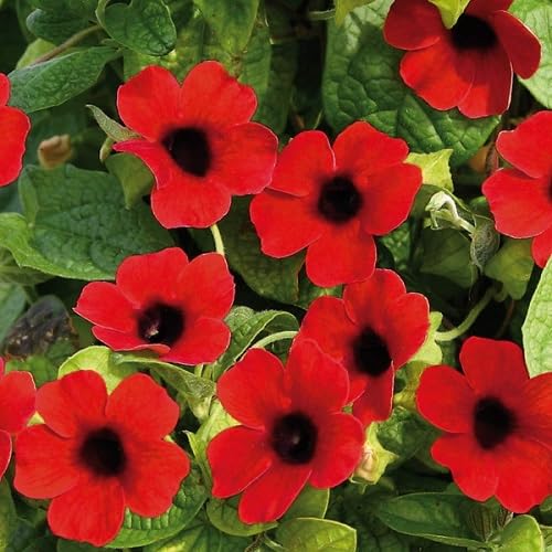 Red Thunbergia Flower Seeds