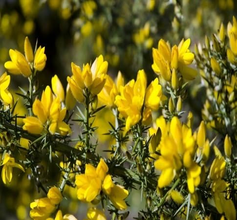 Ulex Flower Seeds