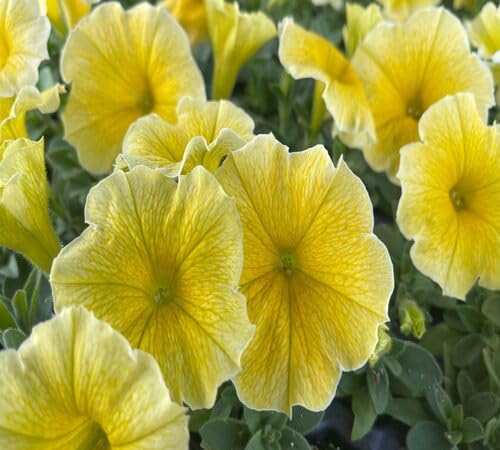 Yellow Giant Perennial Petunia Flower Seeds