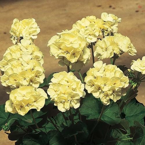 YELLOW IVY GERANIUM FLOWER SEEDS