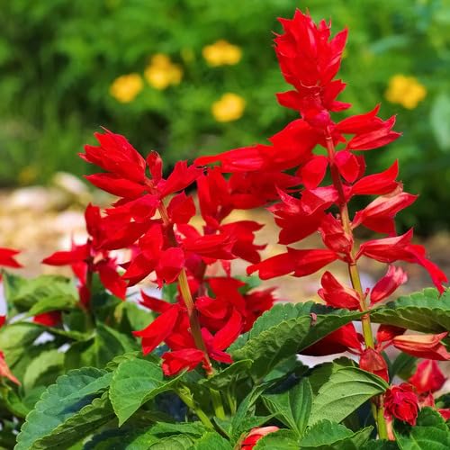 Red sage Flower Seeds