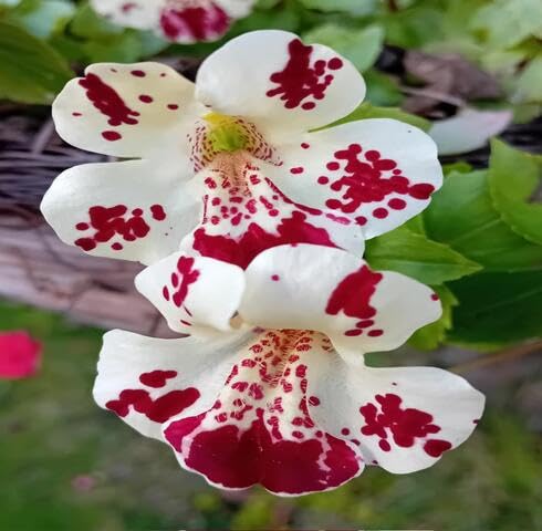 Red White Mimulus Tigrinus Flower Seeds
