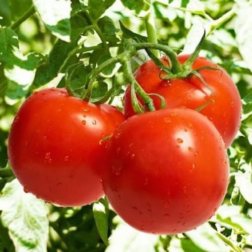 Red Creole Tomato vegetable seeds for Home Gardening, Easy Grow Culinary Garden Selection for kitchen garden planting