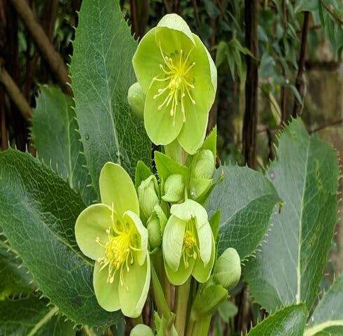 Green argutifolius Flower Seeds
