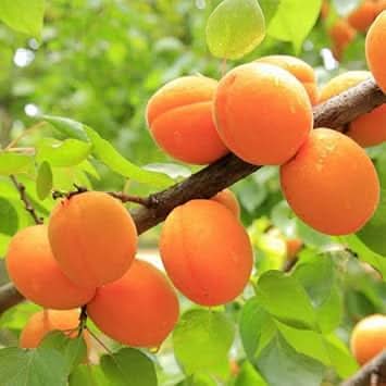 Apricot Fruit Growing Delicious Sweet Apricots At Home Gmo Free Fruit Seeds