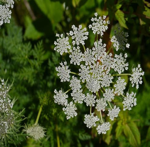 White Selinum Flower Seeds