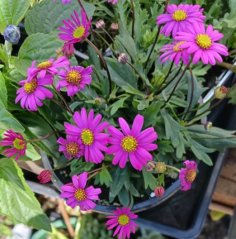 Pink Brachyscome Flower Seeds
