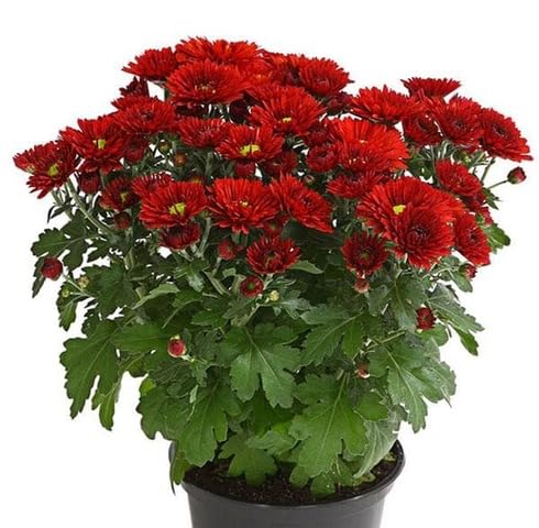 Red Chrysanthemum Flower Seeds