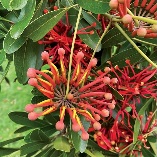 Red Stenocarpus sinuatus Flower Seeds