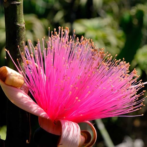Pink Ellipticum Flower Seeds