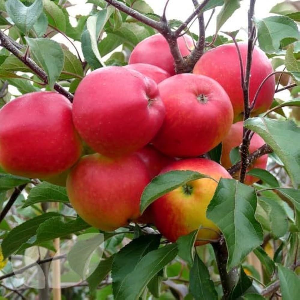 Apple Fruit Red Fresh Trees