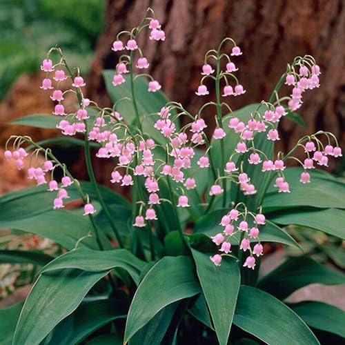 Pink Lily The Valley Flower Seeds