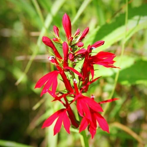 Red Lobelia Flower Seeds