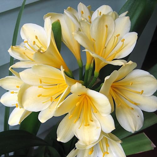 Yellow Clivia Flower Seeds