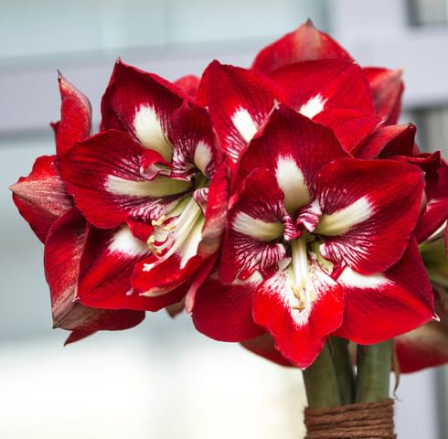 Red White Amaryllis Flower Seeds
