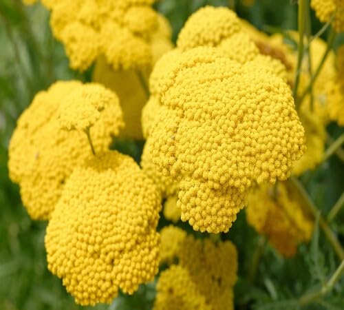 Yellow Giant Carnation Flower Seeds