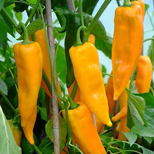 Yellow Aji Pepper vegetable seeds - Heirloom, Organic, Non Gmo Garden Seeds for kitchen garden planting