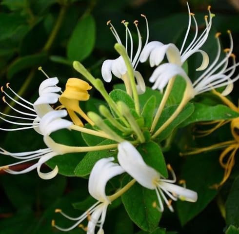 White Loniceraflower Seeds
