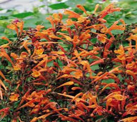 AGASTACHE Flower Seeds