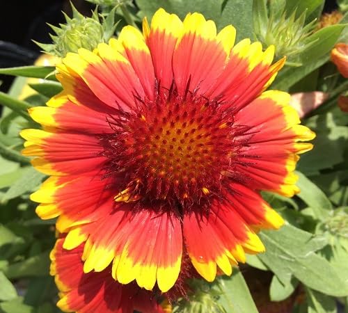 Red Yellow Lorenziana Flower Seeds