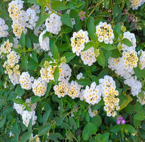 White Lantana Flower Seeds