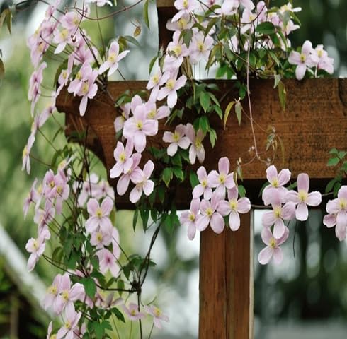 Pink Climbing Clematis Flower Seeds