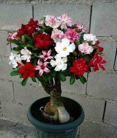 Mixed Adenium Flower Seeds