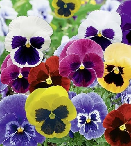 Pansy Flower Seeds