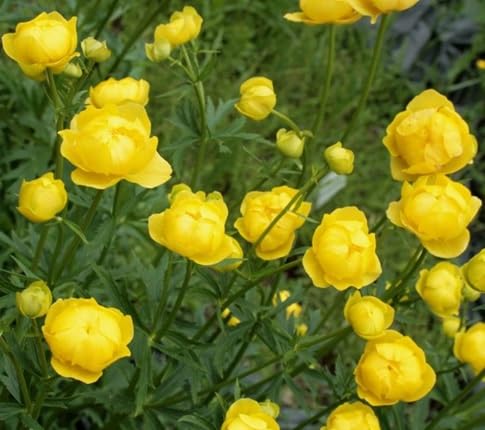 trollius Flower Seeds