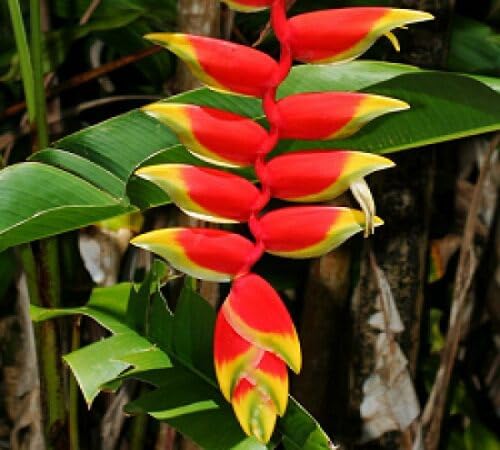 Red Yellow Heliconia Flower Seeds