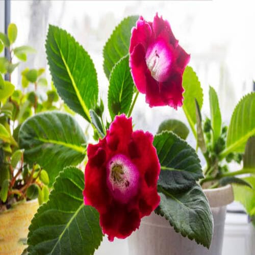 Red Gloxinia Flower Seeds
