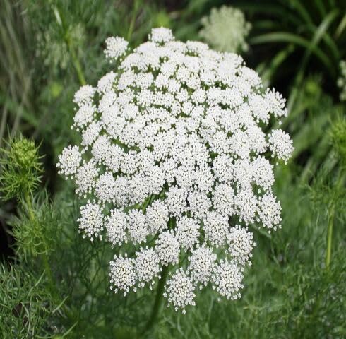 white lace flower seeds