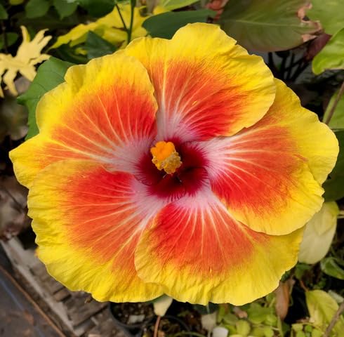 Yellow Orange Hibiscus Flower Seeds