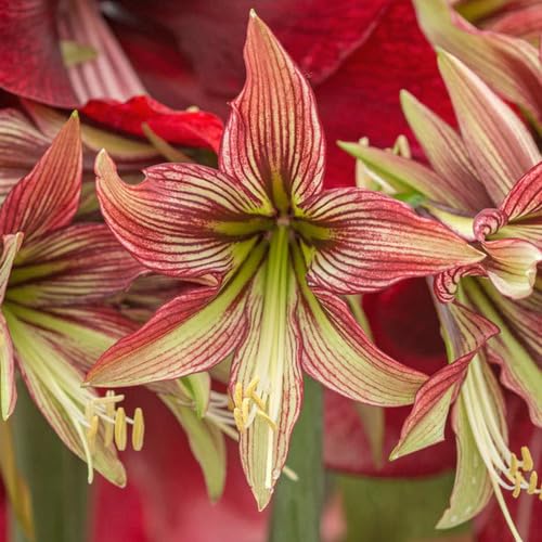 Green Maroon Hippeastrum Flower Seeds