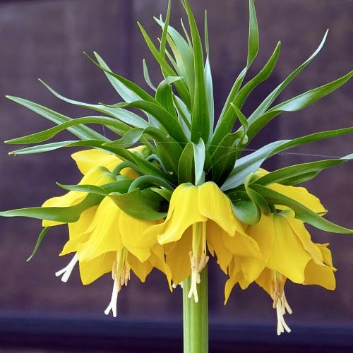 Imperialis Flower Seeds