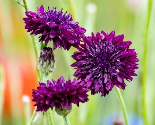 Purple Centaurea Cyanus Flower Seeds