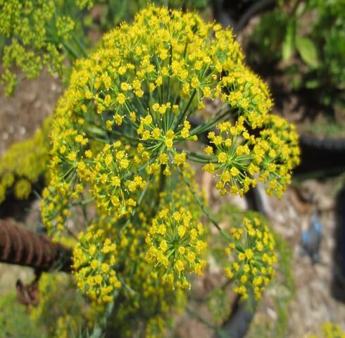 Green Yellow Dill Boquet Plant Seeds herb seeds - terrace planting, organic garden seeds