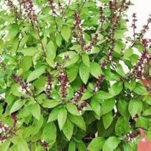 Green Basil Plant Seeds herb seeds - backyard growing, non gmo garden seeds
