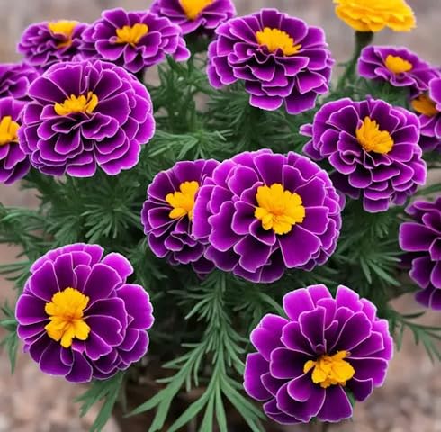 Purple Marigold Flower Seeds