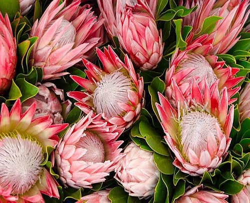 Pink Cynaroides Flower Seeds