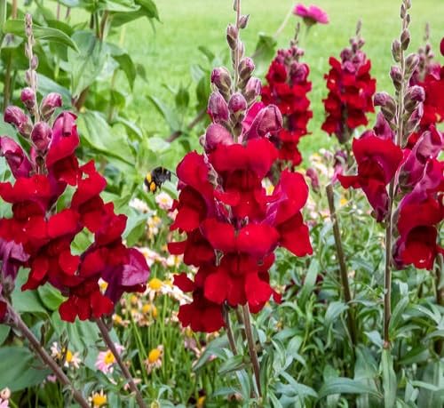 Red Antirrhinum Flower Seeds