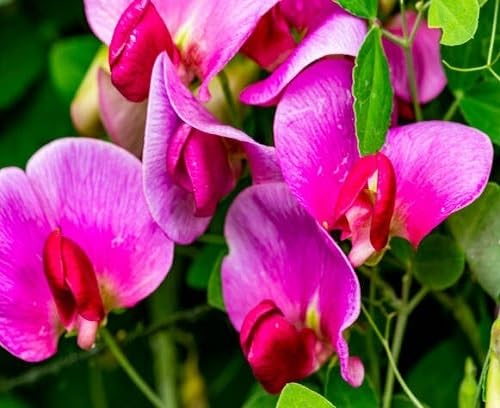 Pink Lathyrus Flower Seeds