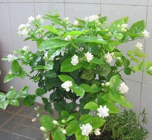 white jasmine perennials flower