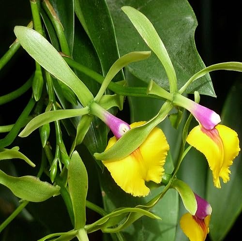 Yellow Epicattleya Flower Seeds