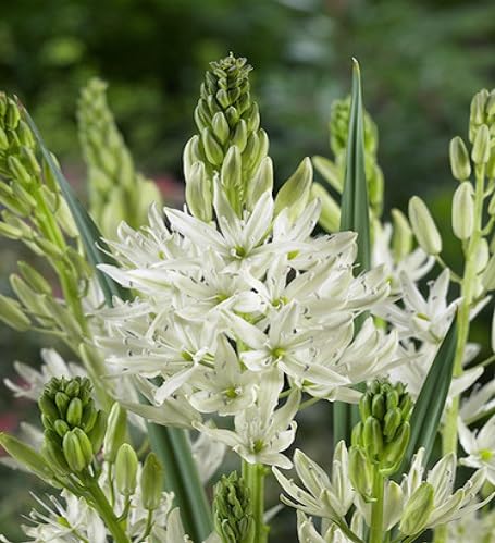 white camassia flower seeds