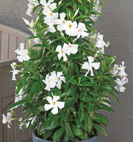 White Dipladenia Flowers Seeds