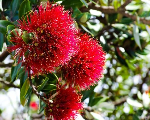 Red Pohutukawa Flowers Seeds