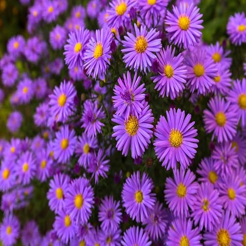 Aster Flower Seeds