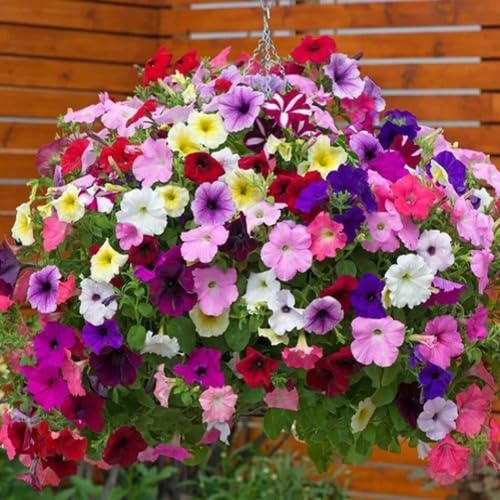 Hanging Mixed Petunia Flower Seeds